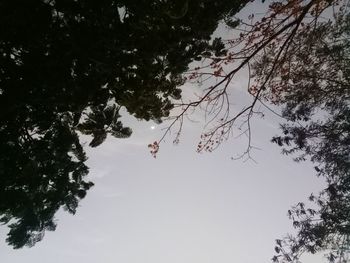 Low angle view of tree against clear sky