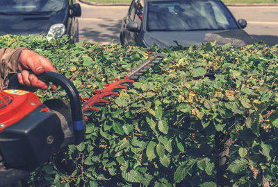 Red flowering plants in car
