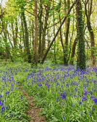 Purple flowering plants in forest