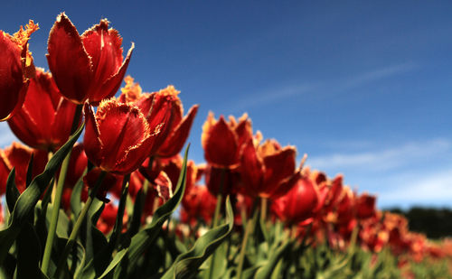 Close-up of red flowering plants on field against sky