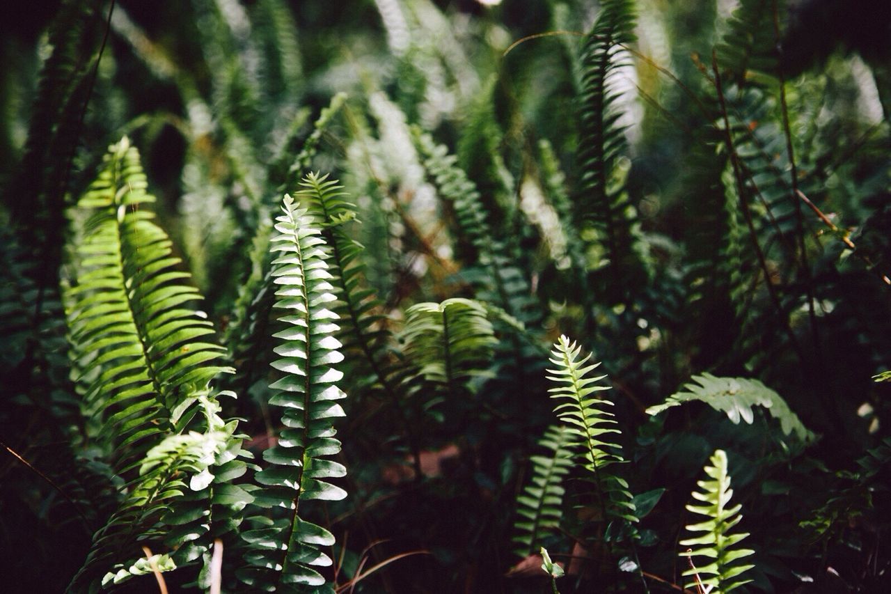 green color, growth, leaf, plant, nature, fern, close-up, palm tree, tree, cactus, beauty in nature, focus on foreground, green, outdoors, thorn, day, growing, branch, freshness, spiked