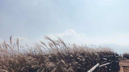 Plants growing on field against sky