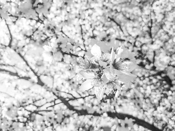 Close-up of cherry blossom