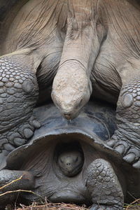 Extreme closeup of two galapagos tortoise chelonoidis nigra mating galapagos islands, ecuador.