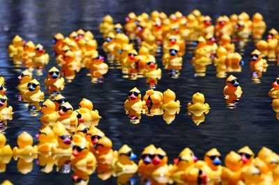 High angle view of ducks floating on water