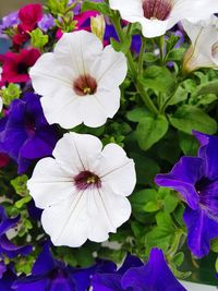 Close-up of purple flowering plants