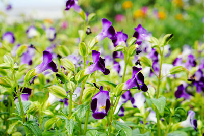 Close-up of purple flowering plants