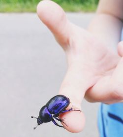 Close-up of insect on hand