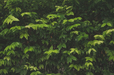 Full frame shot of fresh green plants