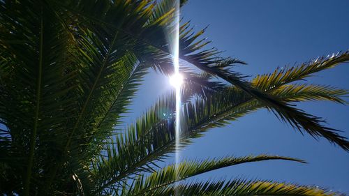 Low angle view of palm trees against sky