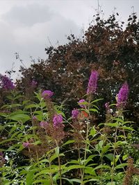 Close-up of fresh purple flowers blooming against sky