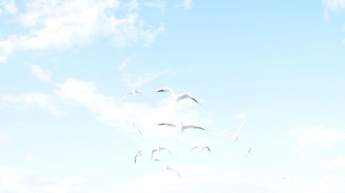 Low angle view of birds flying in sky