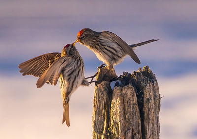 Low angle view of bird perching on wooden post