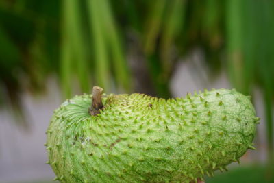 Close-up of green fruit on plant