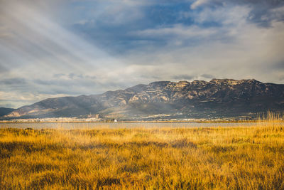 Yellow flowers growing on field against sky