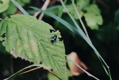 Close-up of damselfly on plant