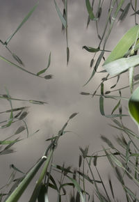 Close-up of plants against calm lake