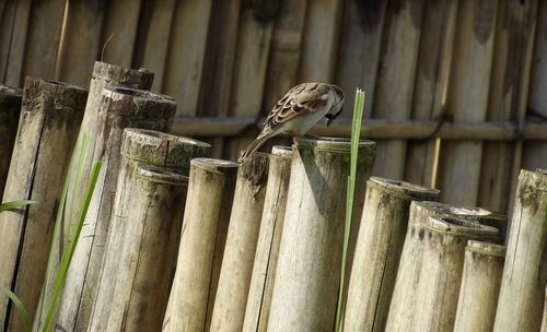 Close-up of bird on wood