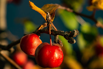 Close-up of cherries on tree