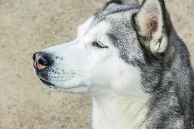 Close-up of dog