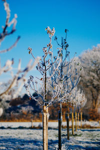 Low angle view of snow covered on plants