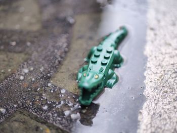 High angle view of toy on wet street
