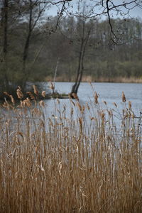 Scenic view of lake against trees