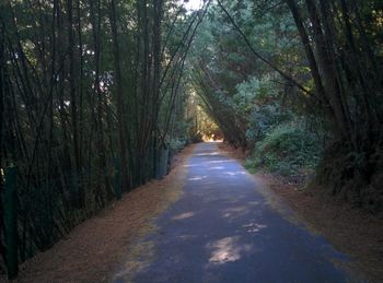 Empty road along trees in forest