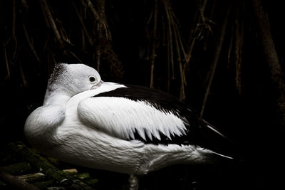 Close-up of bird