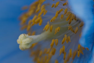 Low angle view of yellow structures against blue sky