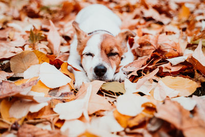 Beautiful black labrador sitting outdoors on brown leaves background, wearing a grey scarf. autumn 