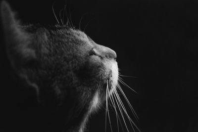 Close-up of cat against black background