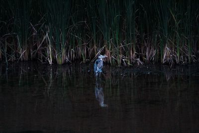 View of a bird in water