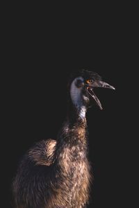 Emu against black background