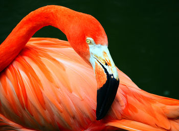 Flamingo close up