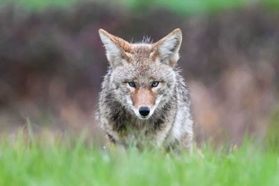 Portrait of an animal on land