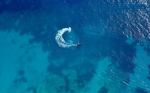 High angle view of jellyfish swimming in sea