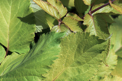 Close-up of green leaves