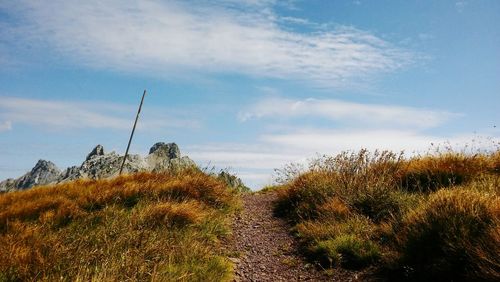 Plants growing on field against sky