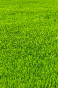 Full frame shot of grassy field