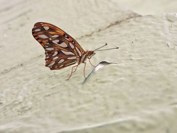 Close-up of butterfly