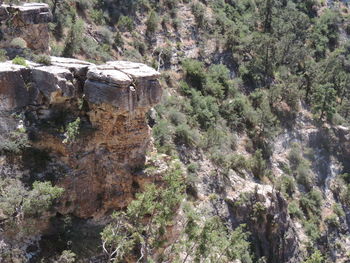Close-up of cliff against trees