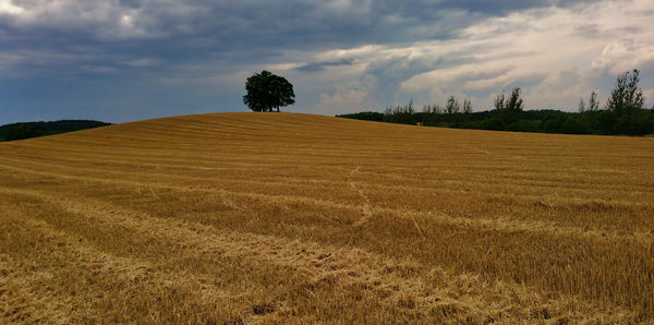Scenic view of agricultural field against sky