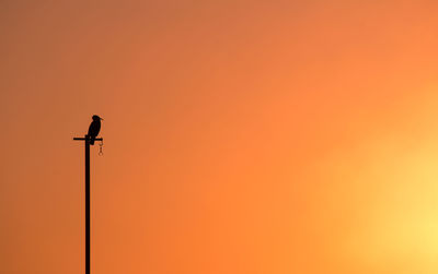 Silhouette bird perching on pole against orange sky
