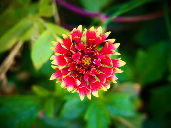 Close-up of red flower blooming outdoors