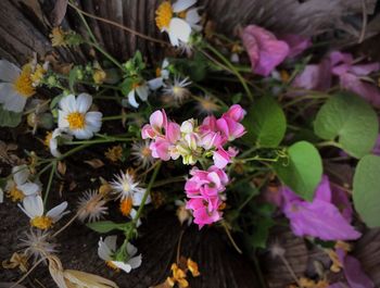 High angle view of pink flowering plants