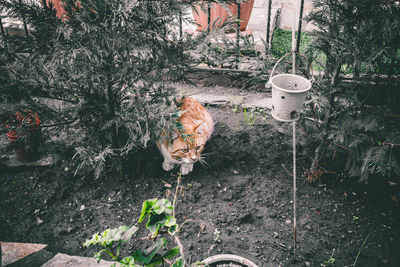 Cat by plants against trees