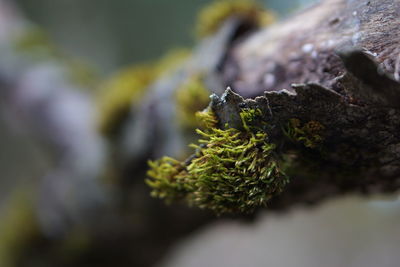 Close-up of lichen on moss