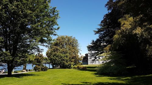 Trees on grassy field