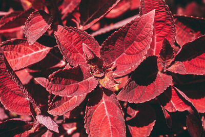 Close-up of red leaves